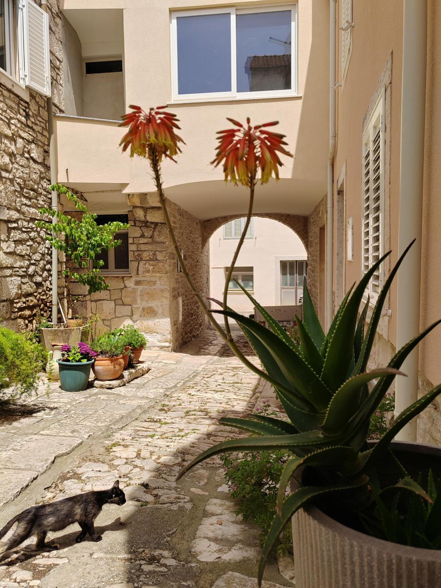Apartments Ani Vela Luka Exterior photo